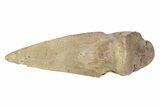 Killer Fossil Tyrannosaur (Daspletosaurus) Toe Claw - Montana #381122-2